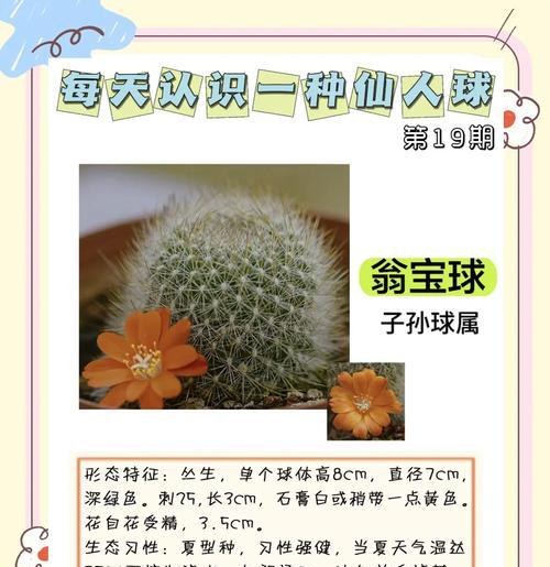 如何照顾仙人球新生的小球？