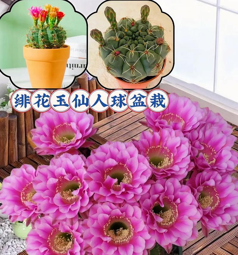 哪种仙人球品种会开羽状花？