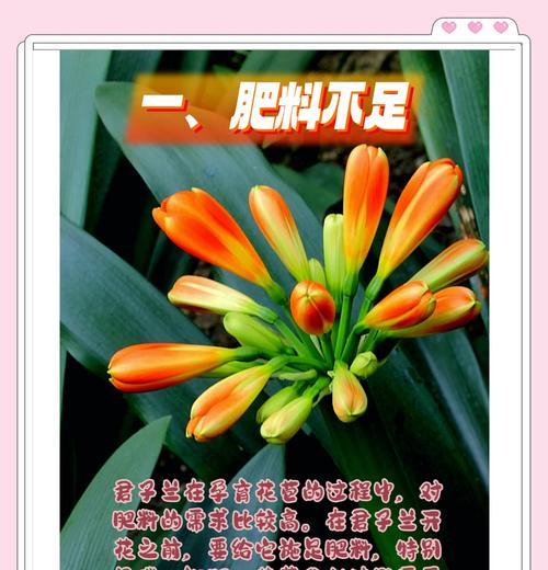 君子兰不长新叶的原因及解决方法？