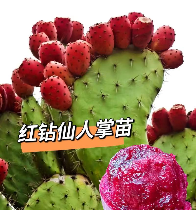 冬季栽培仙人掌有哪些注意事项？如何确保成活率？