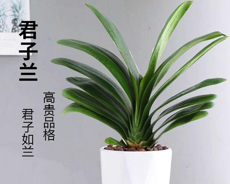 长得像君子兰的多肉植物是什么？