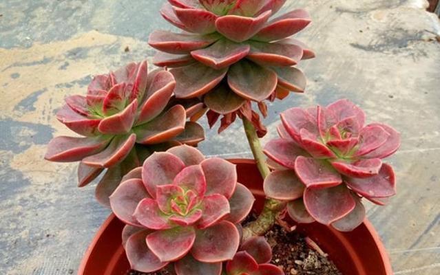 长得像君子兰的多肉植物是什么？