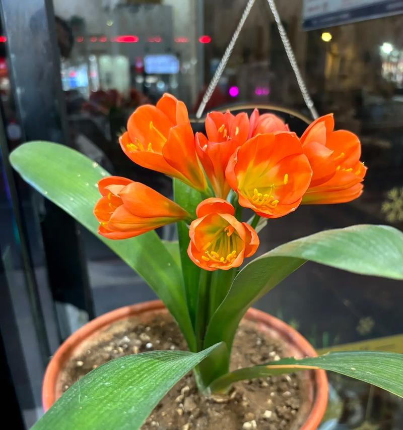 长得像君子兰的多肉植物是什么？