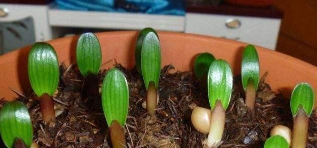 君子兰叶片多久能长出新芽？