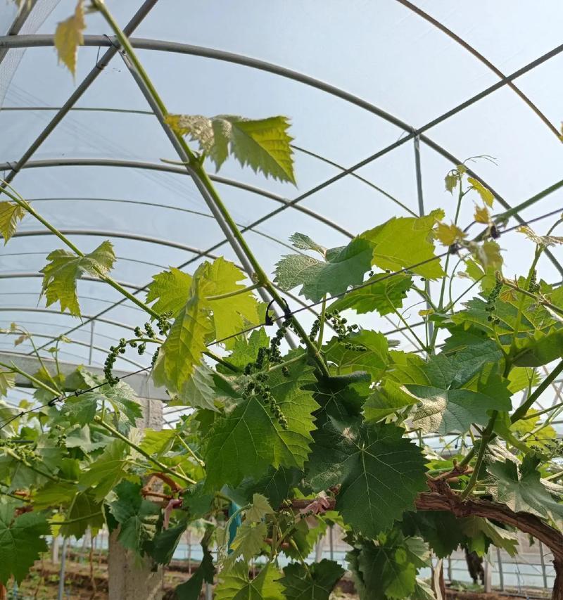 大棚种植阳光玫瑰花的技术要点是什么？