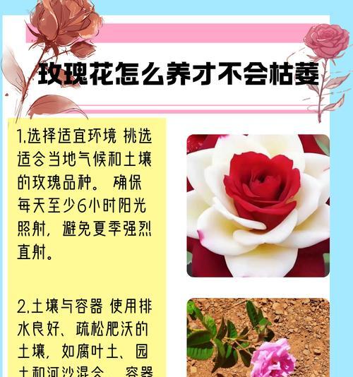 大棚种植阳光玫瑰花的技术要点是什么？