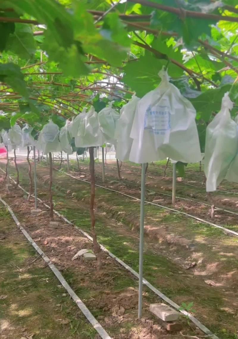 大棚种植阳光玫瑰花的技术要点是什么？