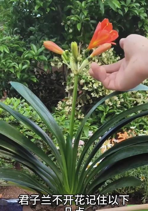 君子兰栽培苗开花结果需要多久？如何促进开花？