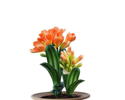 君子兰栽培苗开花结果需要多久？如何促进开花？