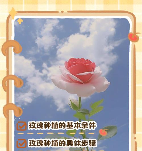 野生玫瑰花如何养护？在田里种植的注意事项是什么？