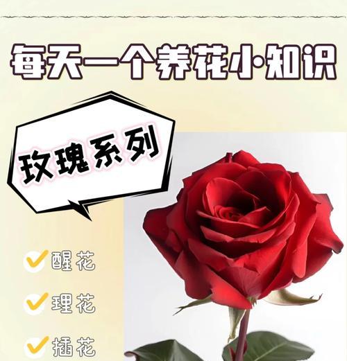 野生玫瑰花如何养护？在田里种植的注意事项是什么？