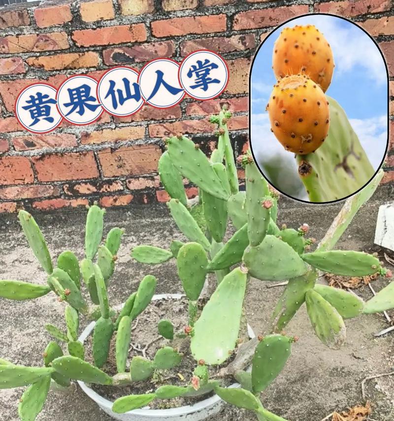 未进化的仙人掌如何养护？正确的养护方法是什么？