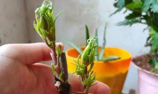 广东地区牡丹花不开花的原因是什么？如何解决？