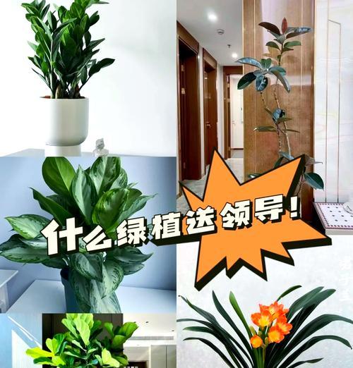 君子兰作为礼物时的养护建议有哪些？