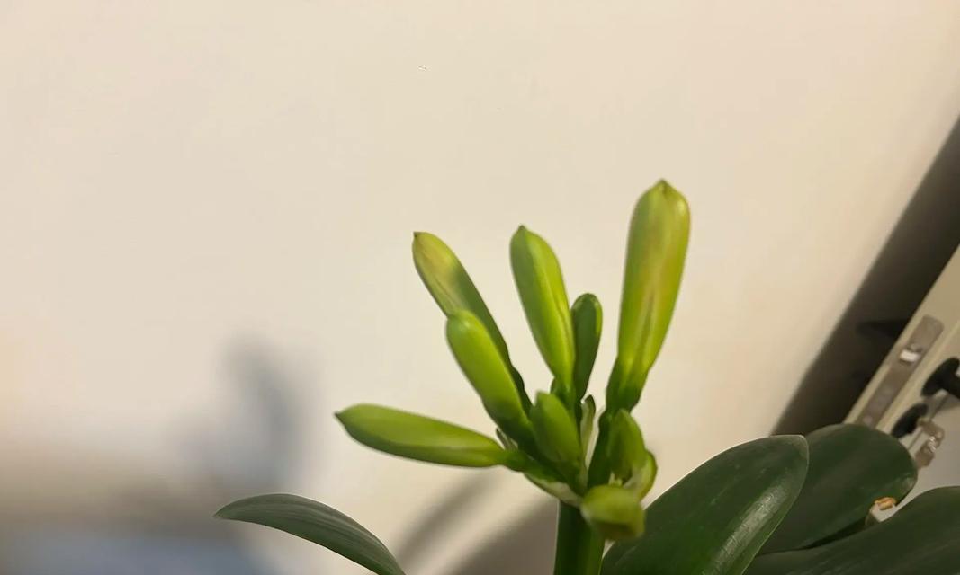 君子兰为何会突然开花？