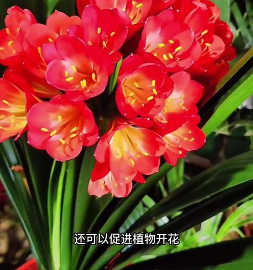 君子兰为何会突然开花？
