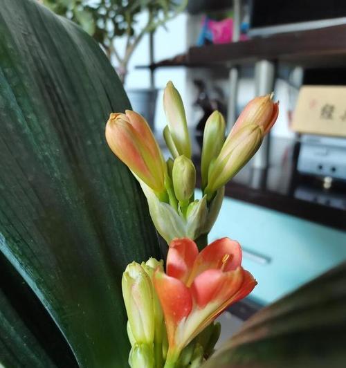 君子兰为何会突然开花？
