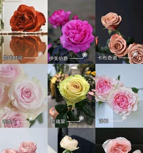 稀有玫瑰花品种有哪些？它们的特点是什么？