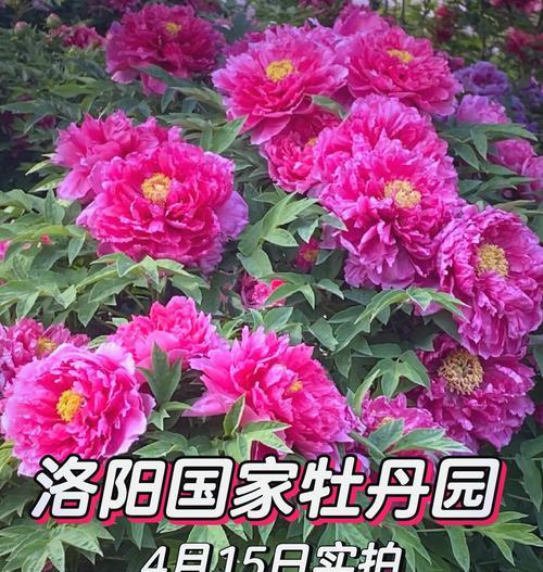洛阳牡丹花育苗方法是什么？需要注意哪些事项？