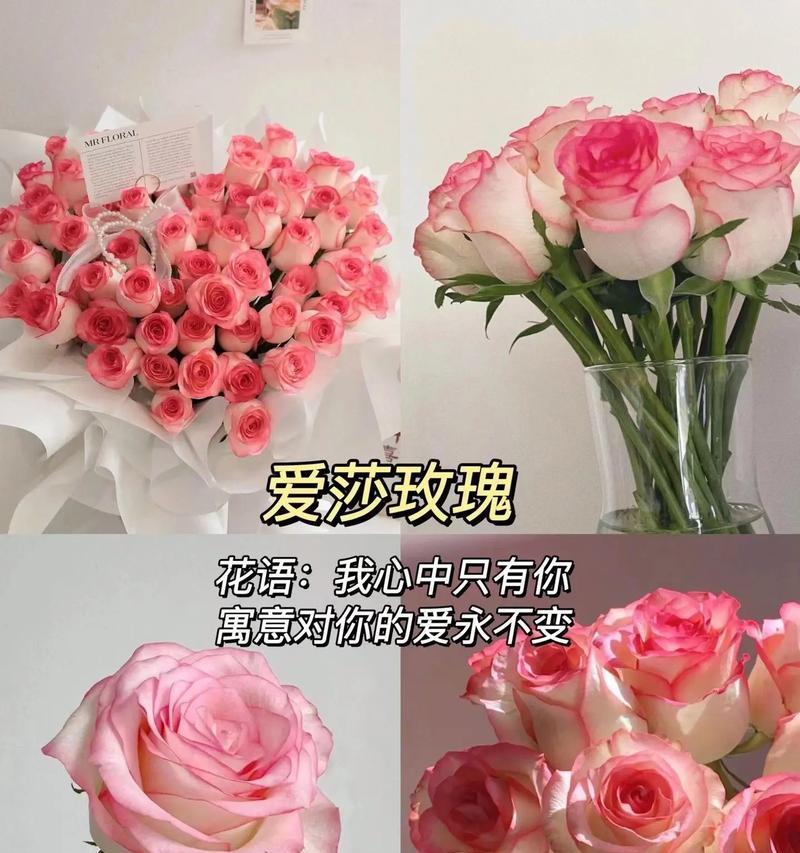 红玫瑰带刺的花语是什么？它传递了怎样的信息？