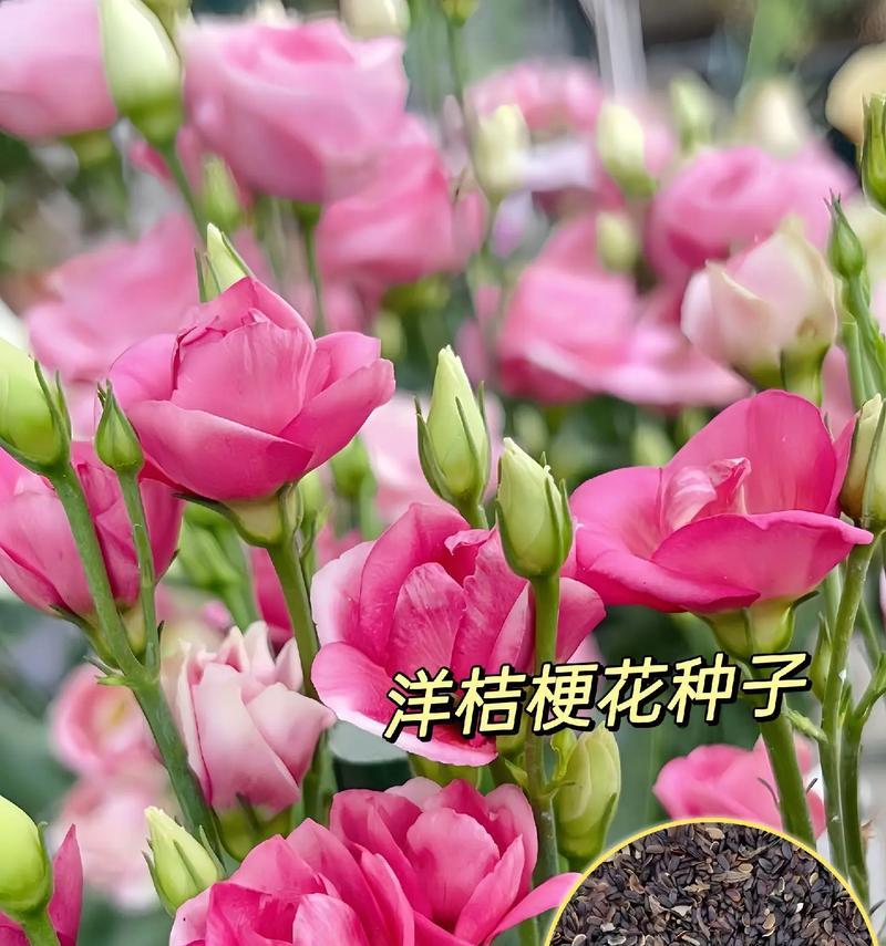 桔梗花语录是什么意思？桔梗花的寓意有哪些？