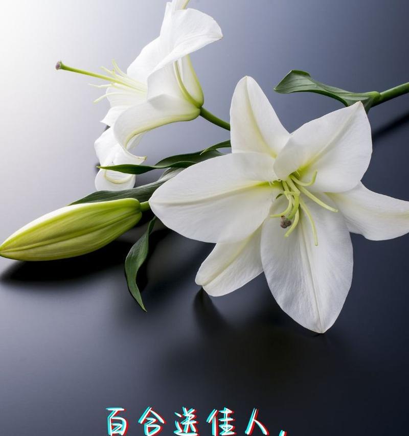 哪些花代表恋爱的花语和寓意？