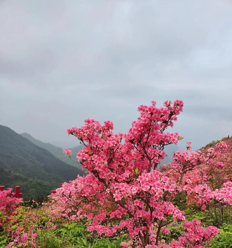 杜鹃花与映山红的花语分别是什么？
