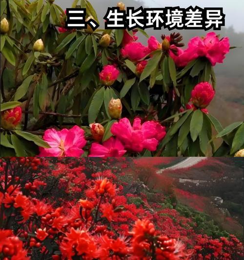 杜鹃花与映山红的花语分别是什么？