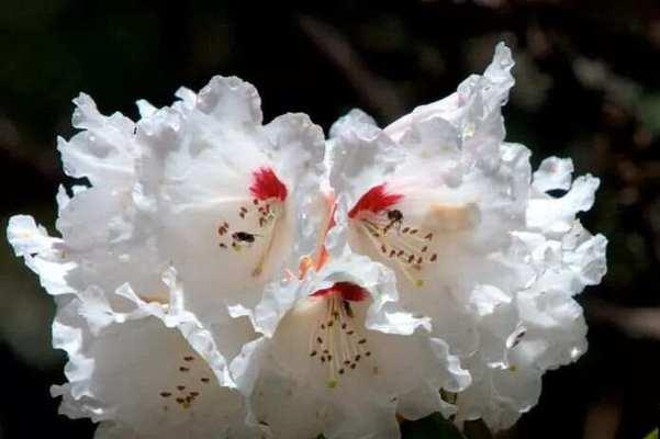 杜鹃花与映山红的花语分别是什么？