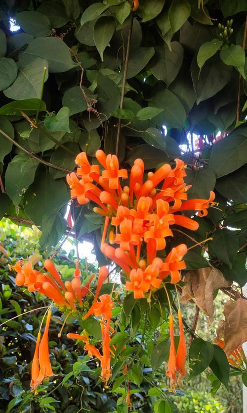 炮仗花的寓意花语有哪些？如何解读？