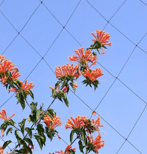 炮仗花的寓意花语有哪些？如何解读？