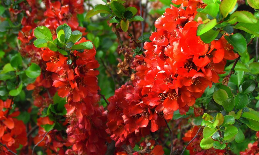 炮仗花的寓意花语有哪些？如何解读？