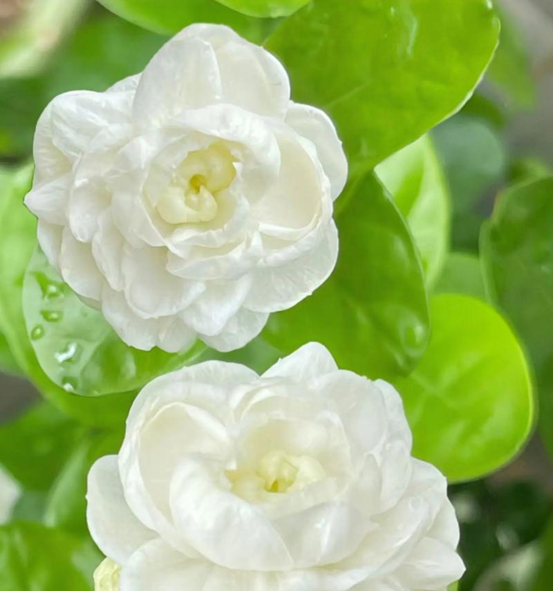 茉莉姐的花语是什么花啊？它在花语文化中的位置？