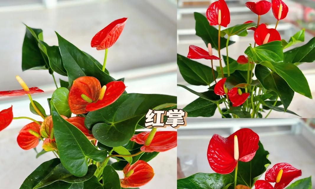 市场上热卖的花有哪些？它们的花语分别是什么？