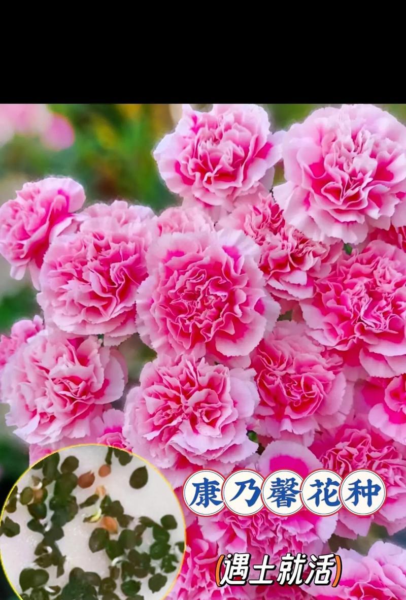 康乃馨的花语是什么？代表了哪些情感？