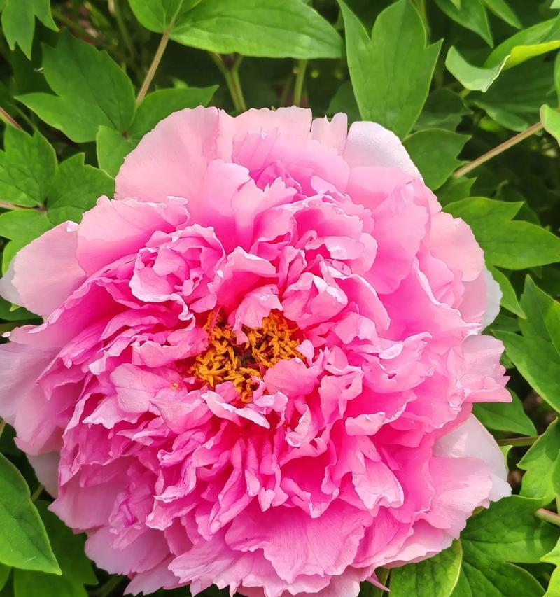 夫妻观赏牡丹花寓意着什么？