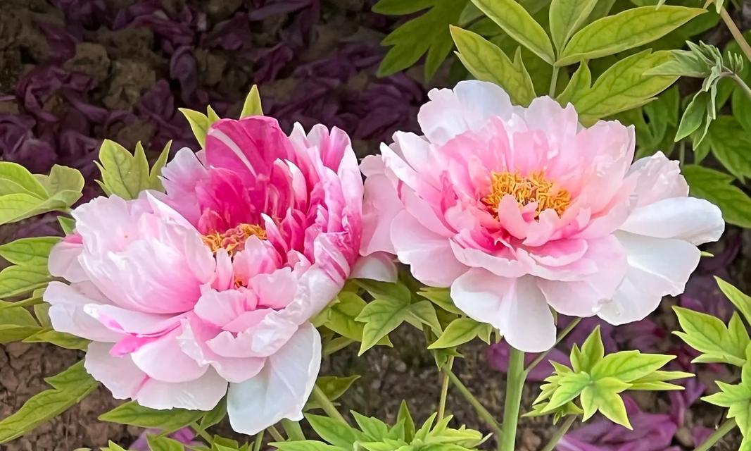 夫妻观赏牡丹花寓意着什么？