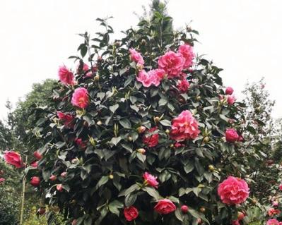 山茶花香妃的花语有何独特之处？它象征着什么？