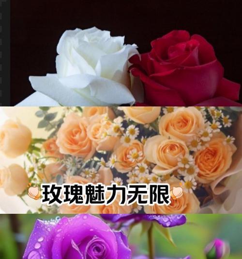 白玫瑰与真玫瑰的花语有何区别？
