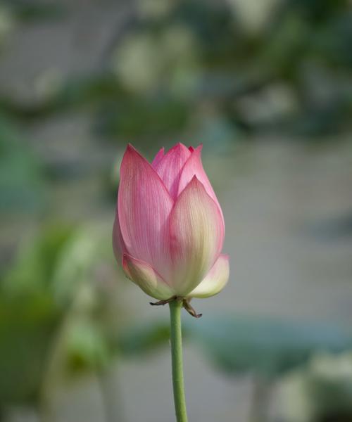 乌梅子花语有何含义？它在花语中扮演什么角色？