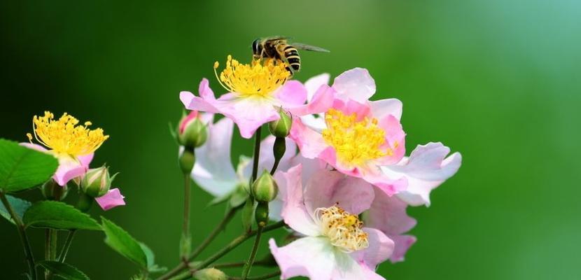 美丽的家乡花语是什么？哪种花代表乡愁？