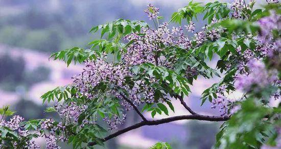 美丽的家乡花语是什么？哪种花代表乡愁？