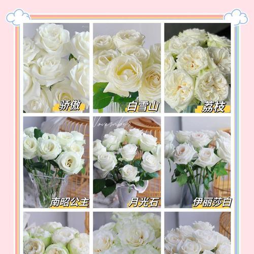 12朵白玫瑰代表什么？白玫瑰花语有何深意？
