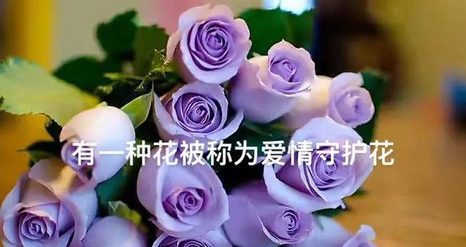 女朋友要求送玫瑰花代表什么含义？不同颜色玫瑰花的花语有何不同？