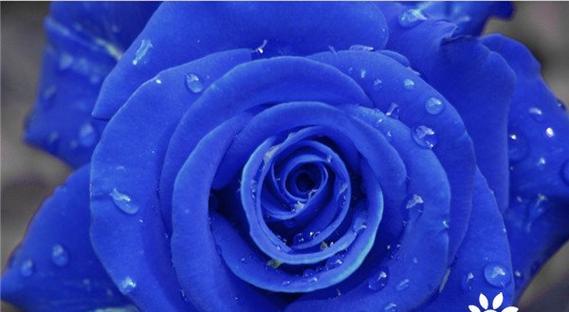 蓝玫瑰16朵花语是什么？16朵蓝玫瑰传递了什么信息？