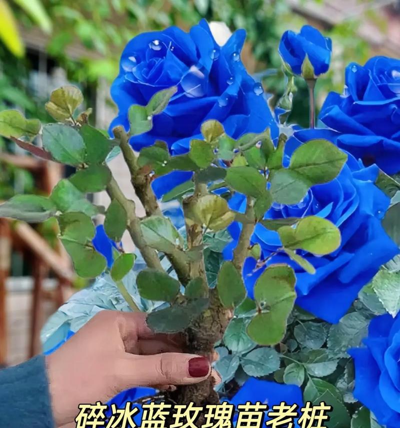 蓝玫瑰16朵花语是什么？16朵蓝玫瑰传递了什么信息？
