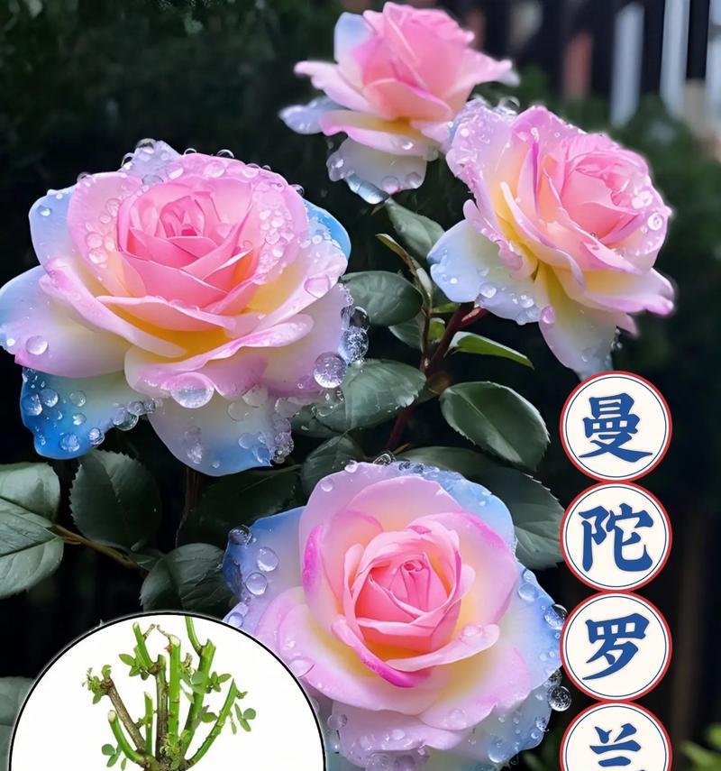 曼陀罗的花语和象征意义是什么？有何文化背景？