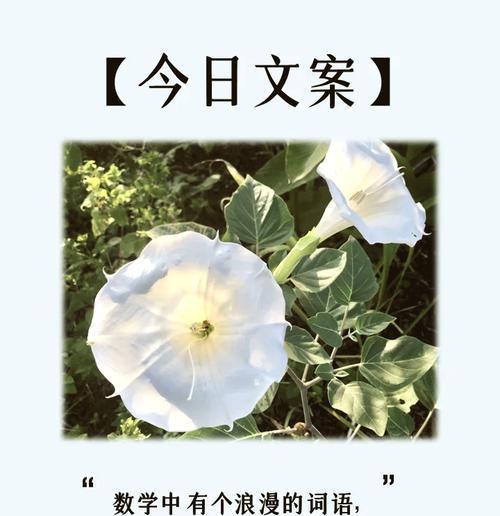 曼陀罗的花语和象征意义是什么？有何文化背景？