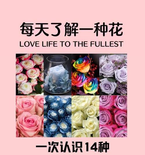 嚣张玫瑰花的含义是什么？它如何表达情感？