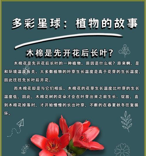 蓝木棉的花语有何特别之处？